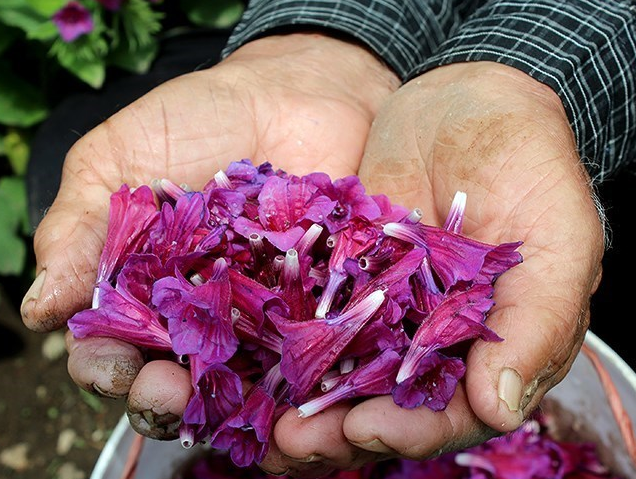گل گاوزبان ایرانی پس از برداشت