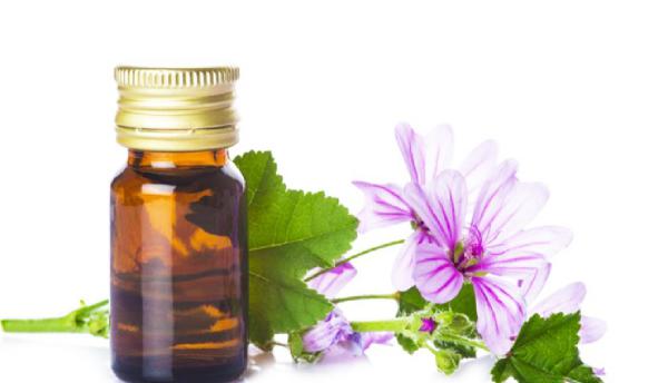 خرید انواع دمنوش گیاهی پنیرک