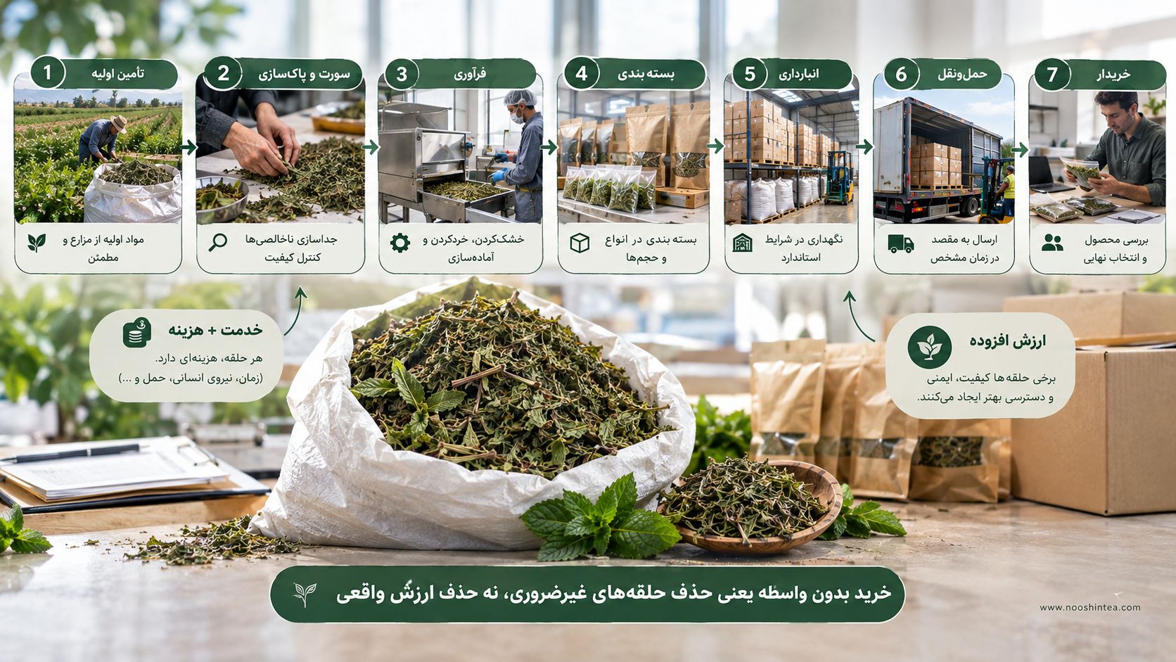 شبکه تأمین نعناع از تولیدکننده تا خریدار
