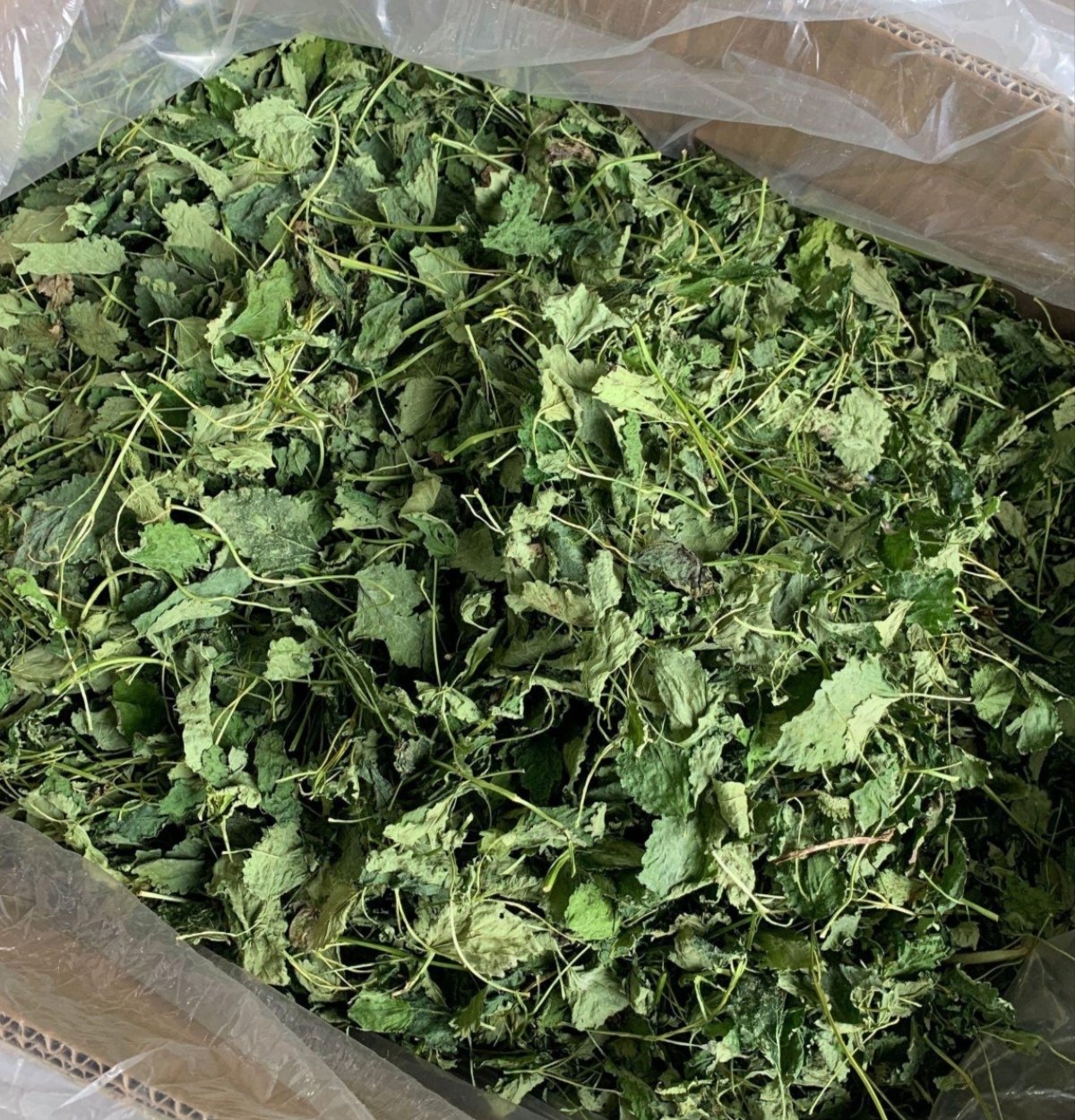 بستهبندی تجاری نعناع خشک برای عرضه
