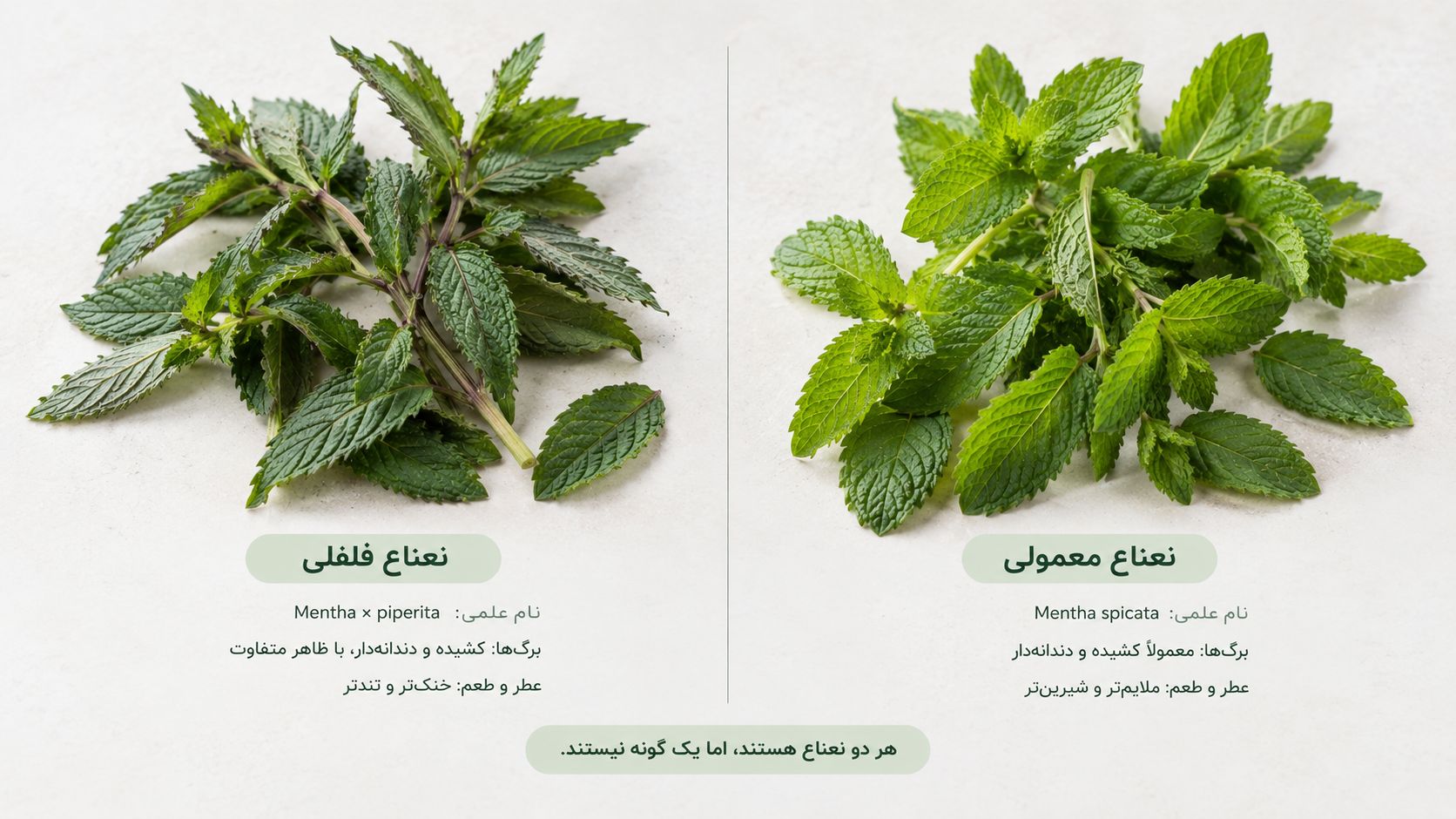 تفاوت ظاهری نعناع معمولی و نعناع فلفلی