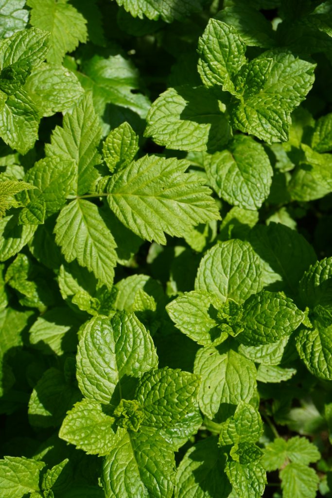 
۲
Fresh mint leaves used as herbal tea raw material 